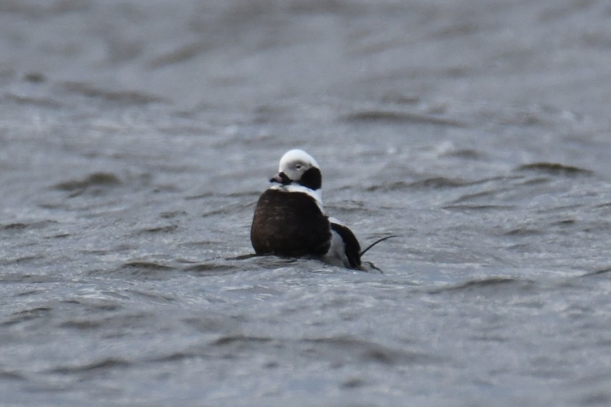 Long-tailed Duck - ML617783204