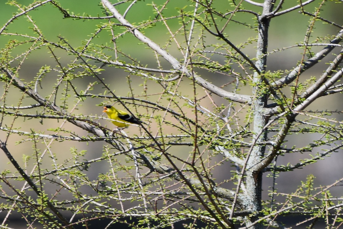 American Goldfinch - Stan Kozakowski