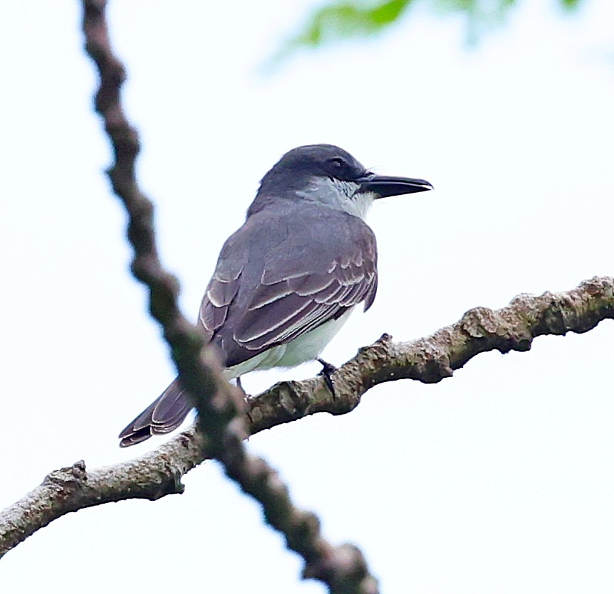 Gray Kingbird - ML617783233