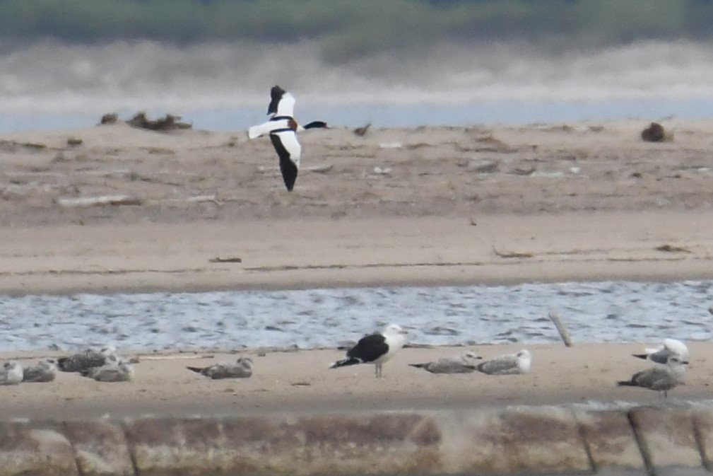 Great Black-backed Gull - ML617783234