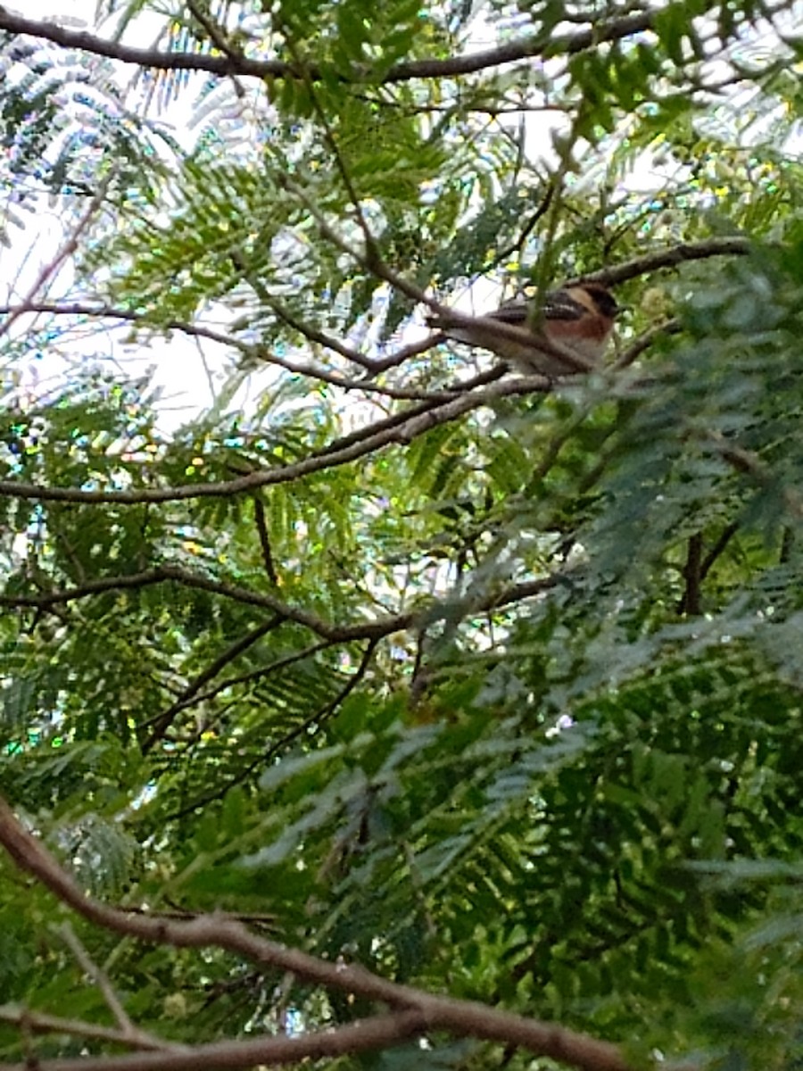 Bay-breasted Warbler - ML617783244