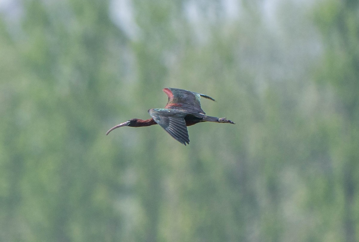 Glossy Ibis - ML617783257