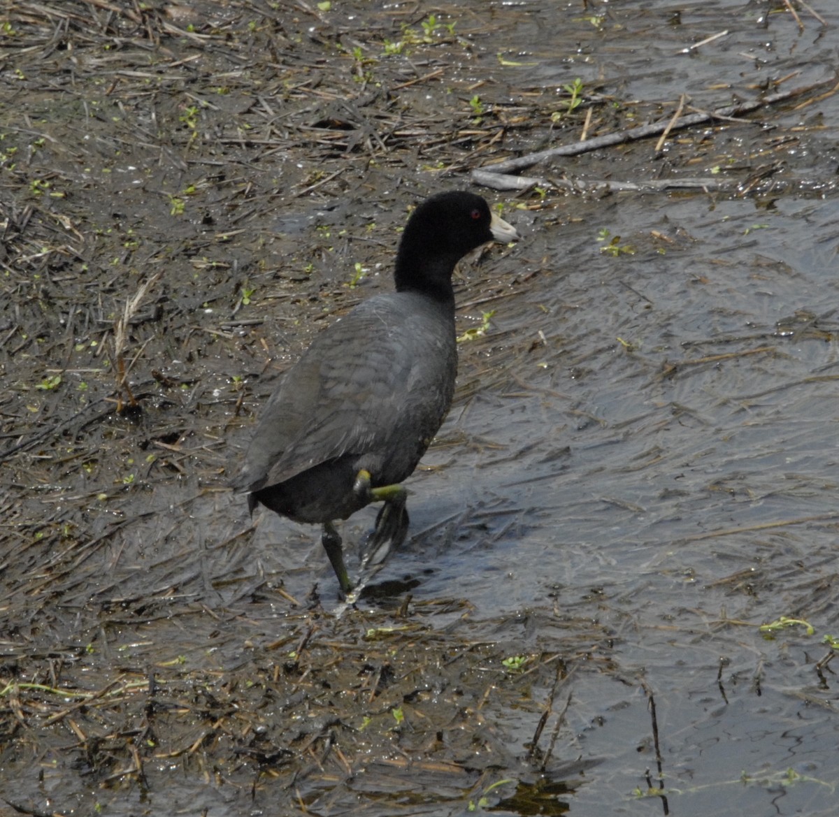 American Coot - ML617783259