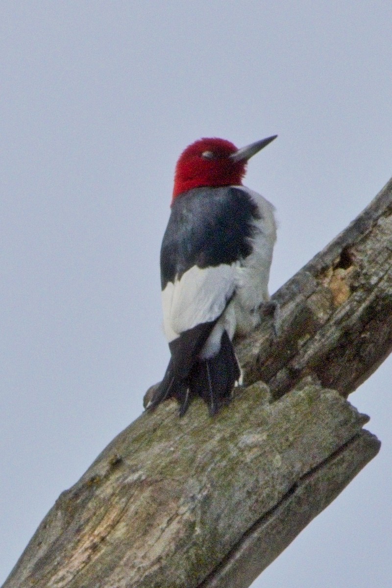 Red-headed Woodpecker - Steve Nicolai