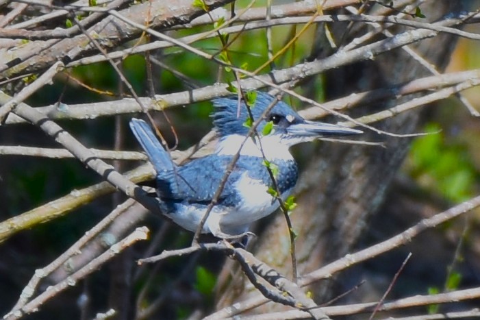 Belted Kingfisher - ML617783274