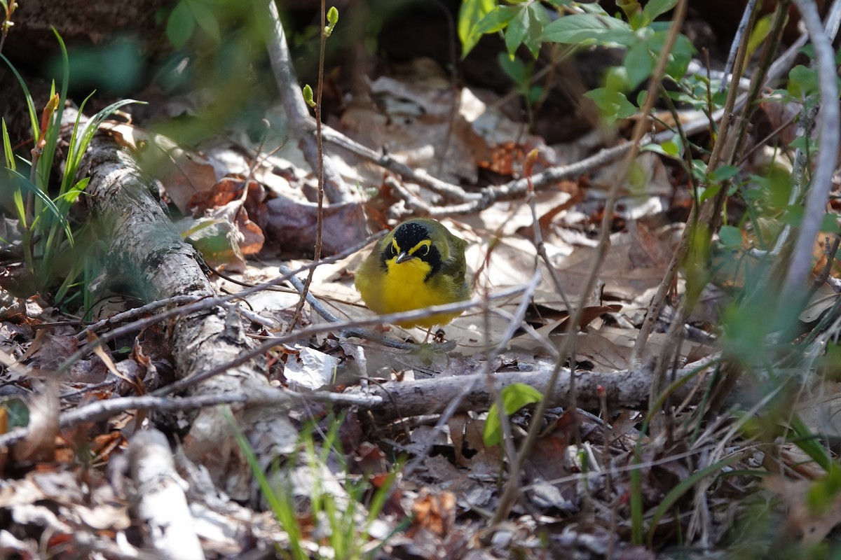 Kentucky Warbler - ML617783275