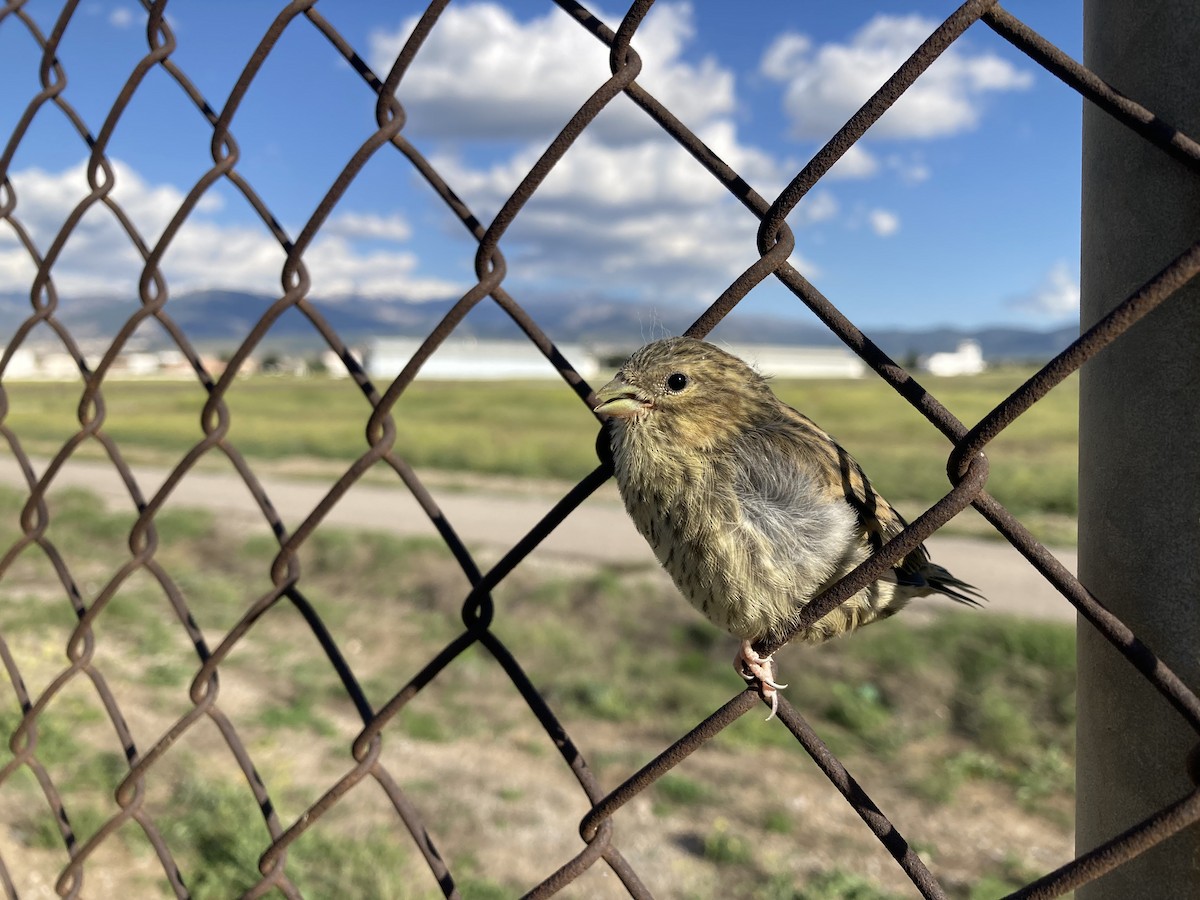 European Serin - Juan Pérez