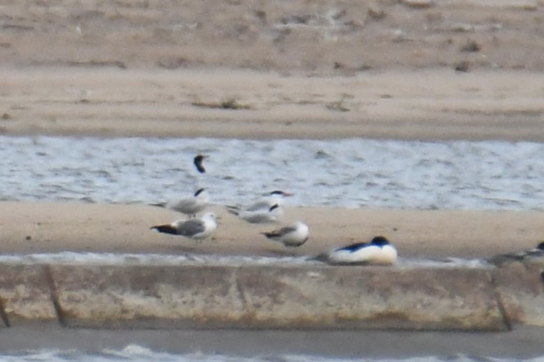 Caspian Tern - ML617783285