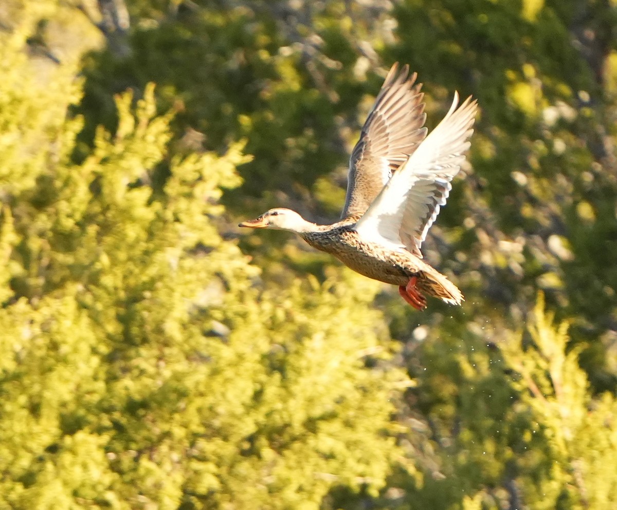 Mexican Duck - Dave Bowman