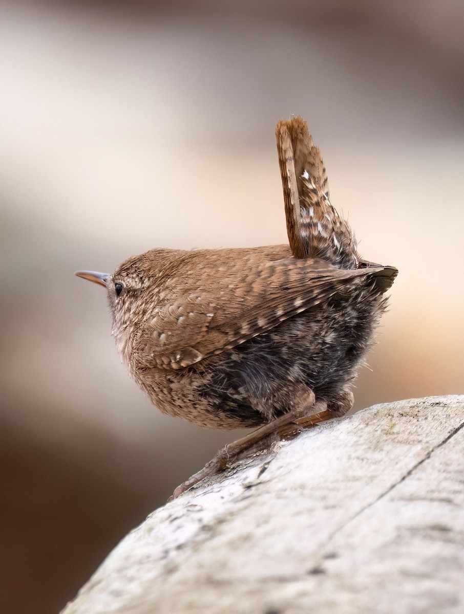 Winter Wren - ML617783288