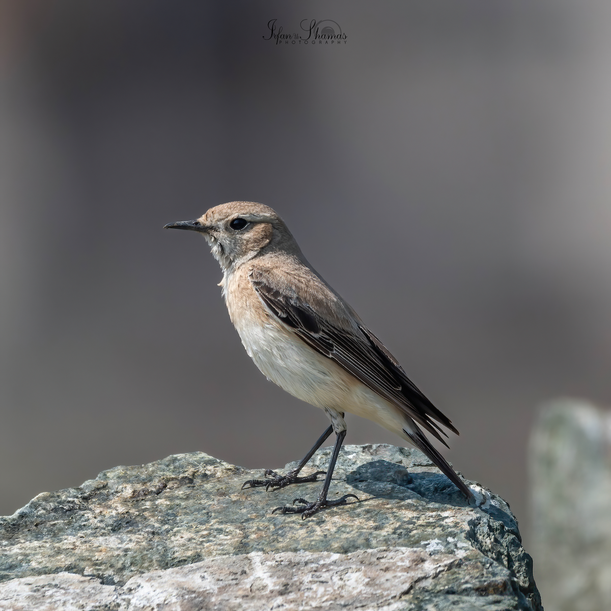 Desert Wheatear - Flying Osprey