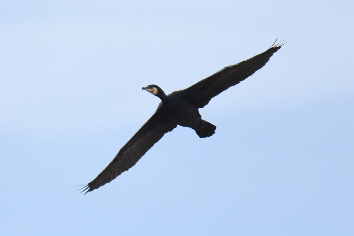 Great Cormorant - ML617783317