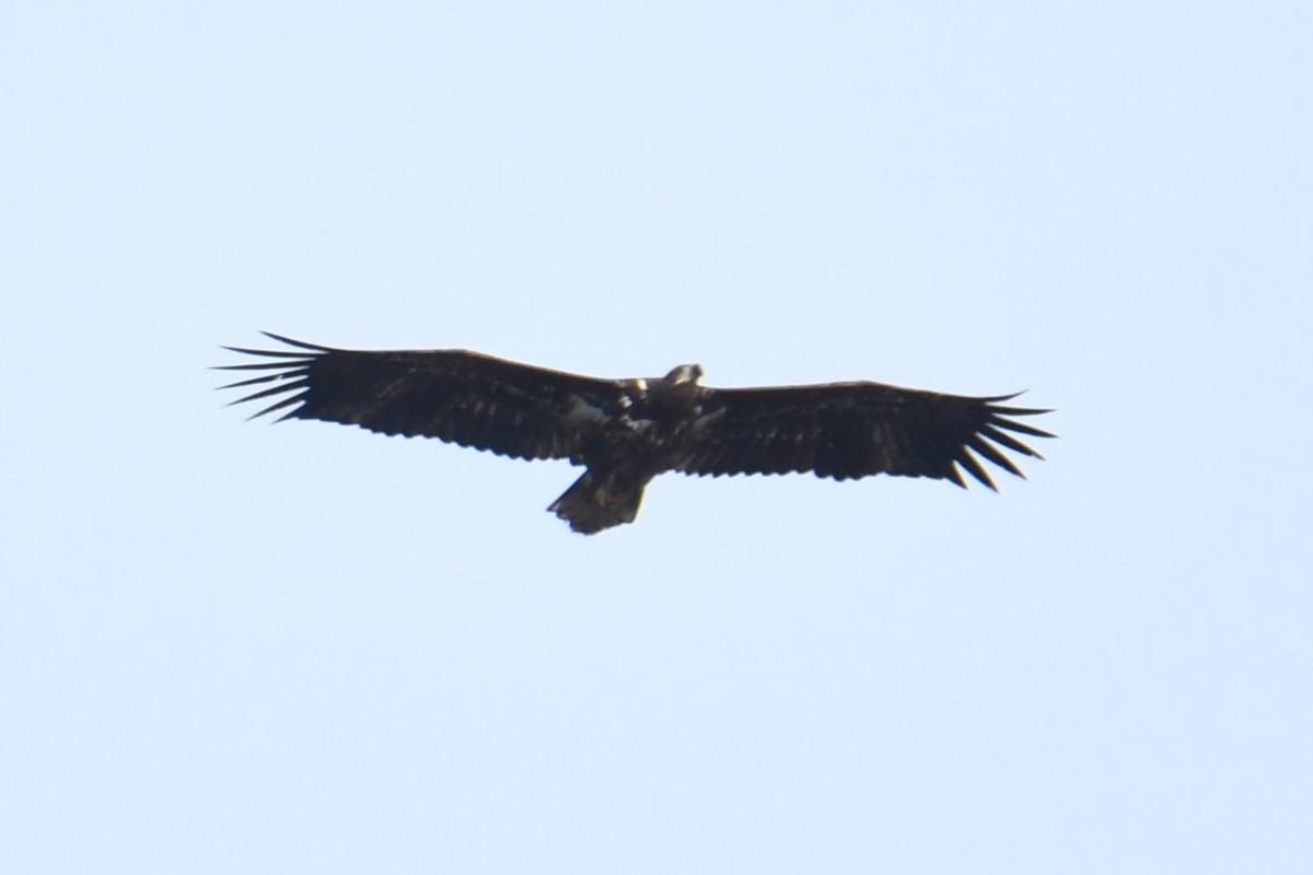 White-tailed Eagle - Diego García Díaz