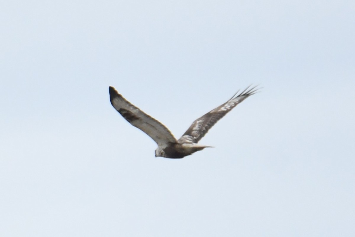 Rough-legged Hawk - ML617783332