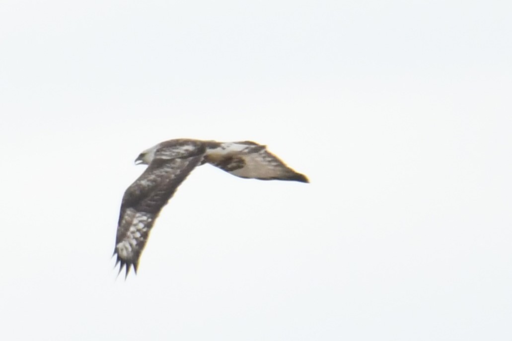 Rough-legged Hawk - ML617783336