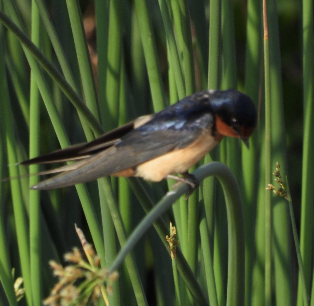 Barn Swallow - Cathie Canepa