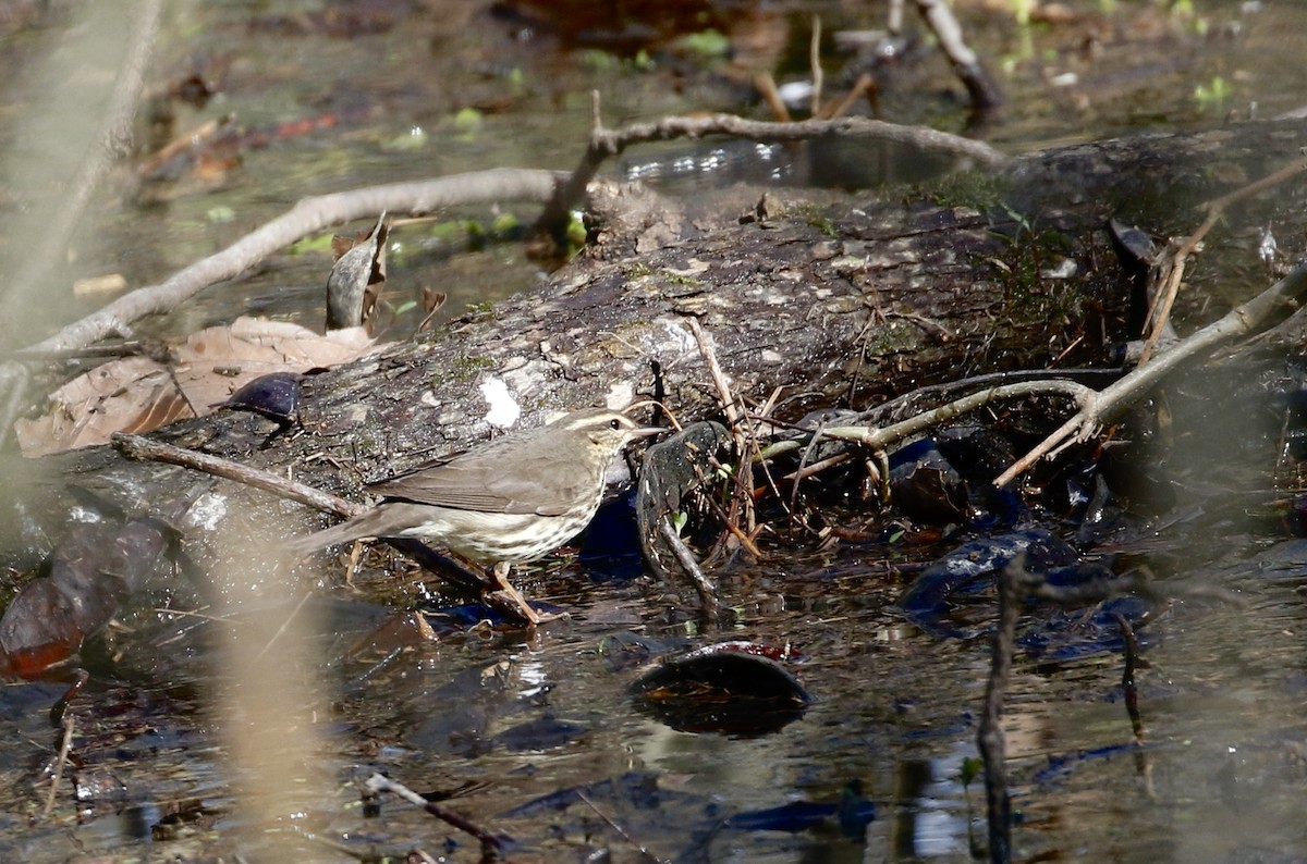 Northern Waterthrush - Deb Weston