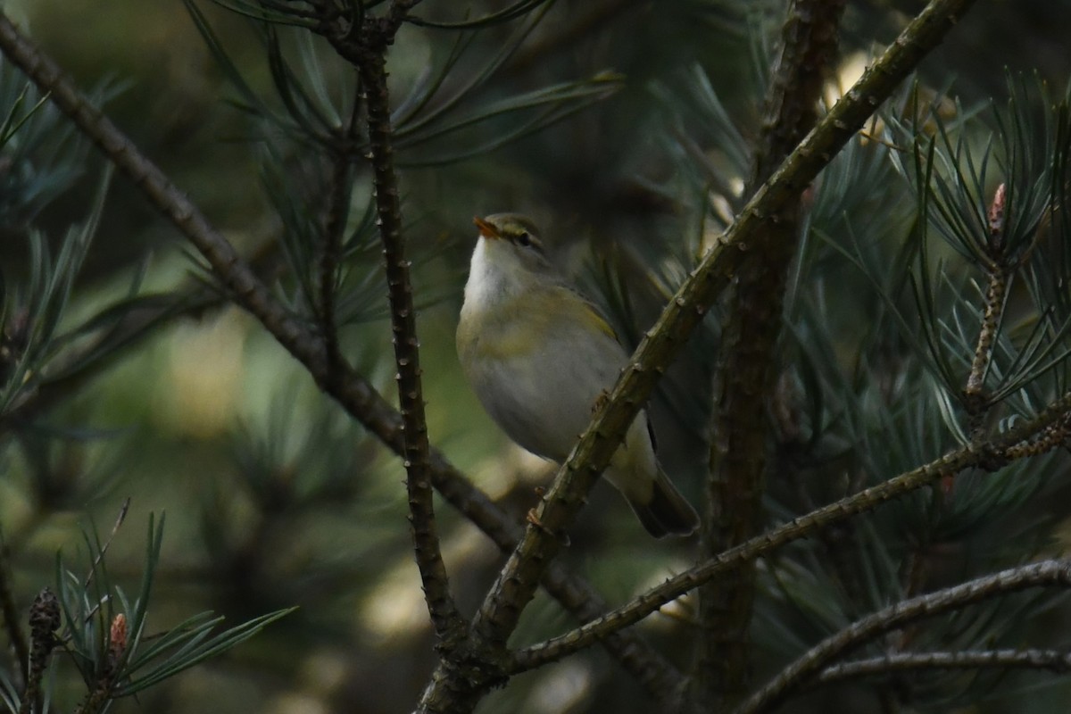 Willow Warbler - ML617783351