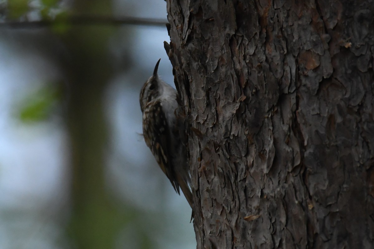 Eurasian Treecreeper - ML617783357