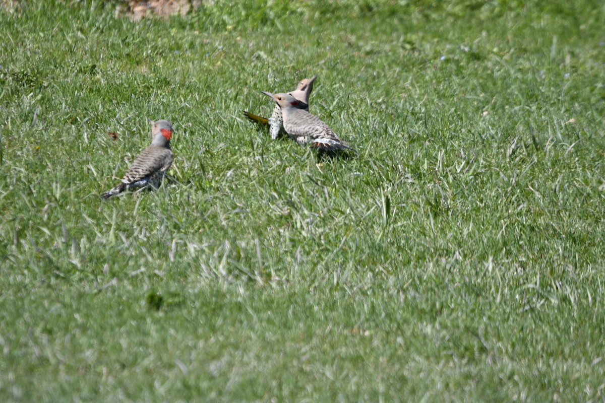 Northern Flicker - Florence Blais