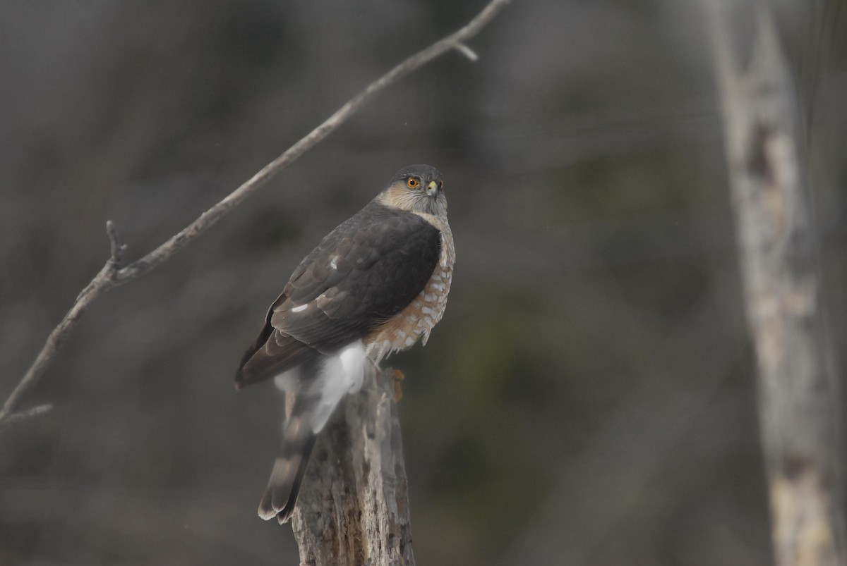 Sharp-shinned Hawk - ML617783450