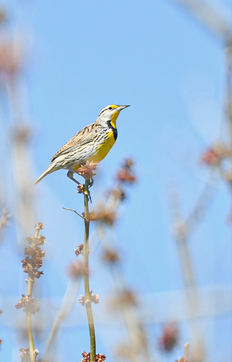 Eastern Meadowlark - Florence Blais