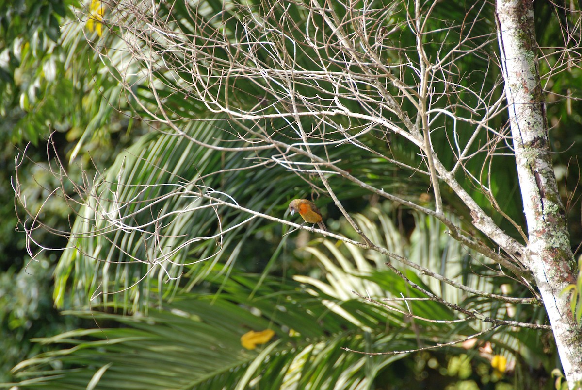 Scarlet-rumped Tanager - Beata Matysiokova