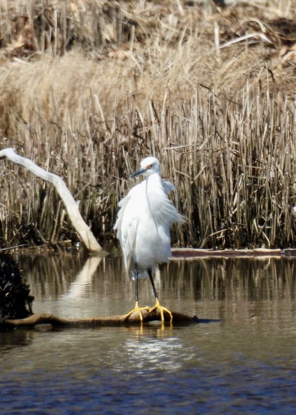 Snowy Egret - ML617783519