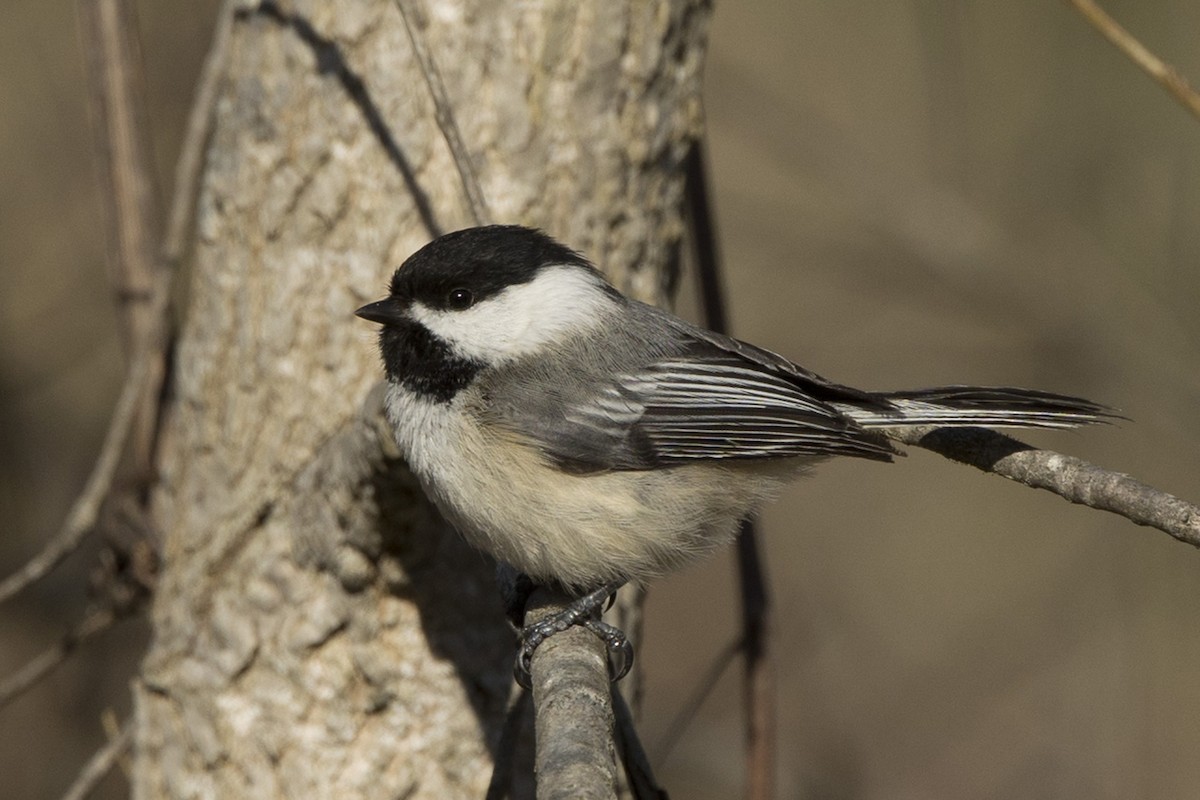 Black-capped Chickadee - Michael Bowen