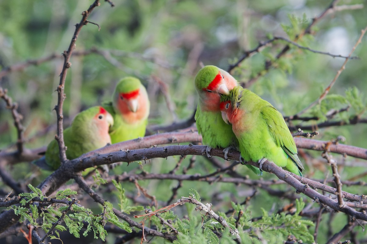 Rosy-faced Lovebird - ML617783545