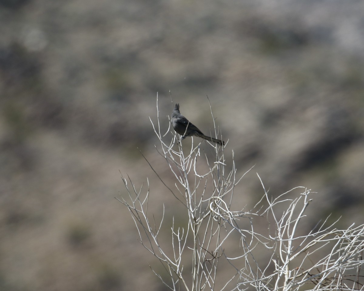 Capulinero Negro - ML617783549