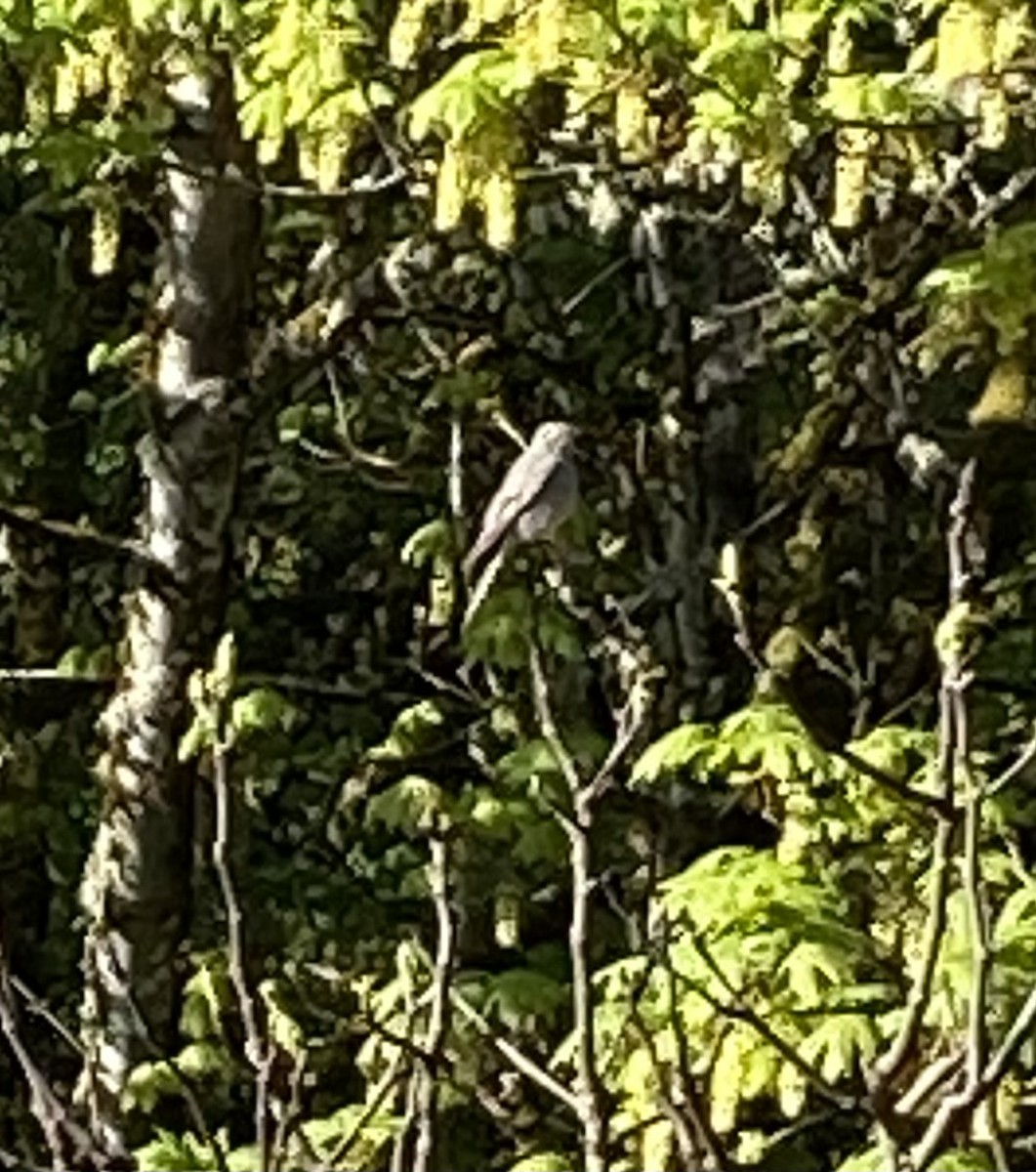 Townsend's Solitaire - Andy Frank