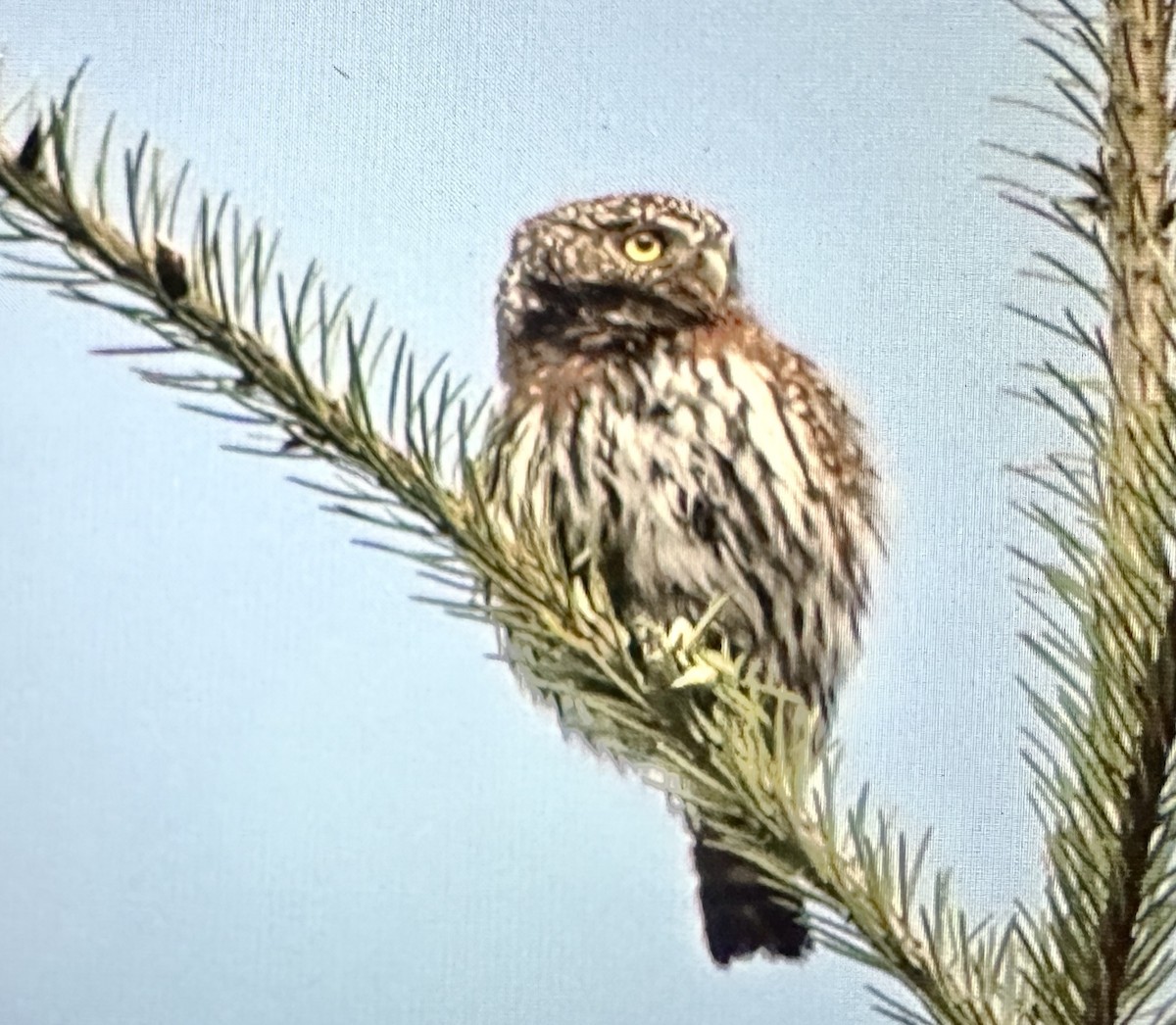 Northern Pygmy-Owl - ML617783560