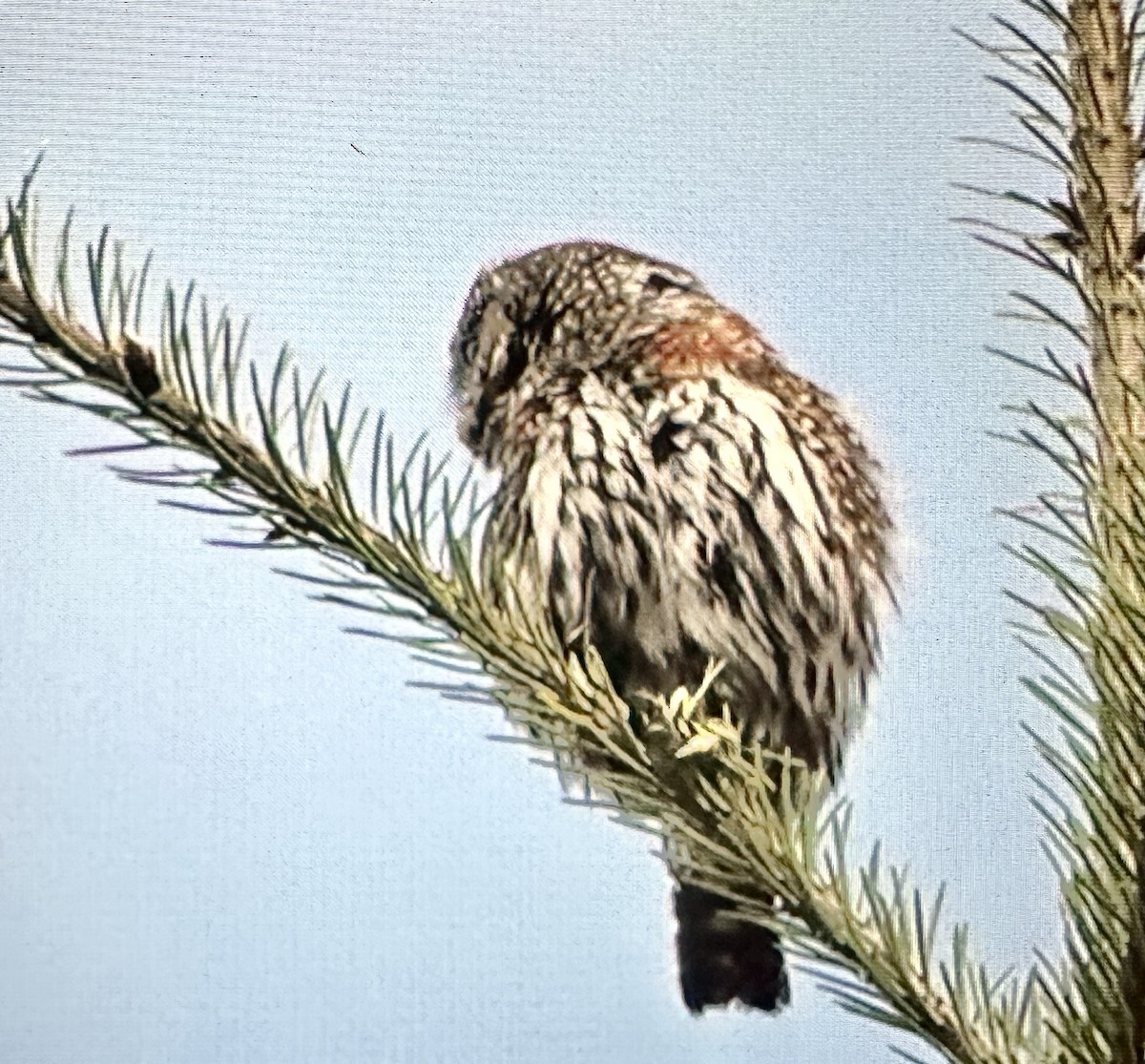 Northern Pygmy-Owl - ML617783566