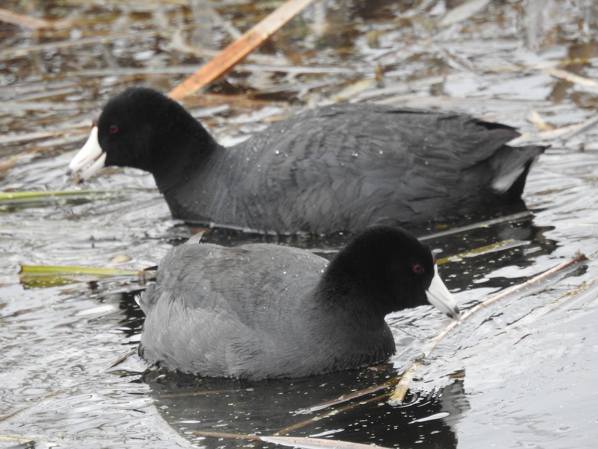 American Coot - ML617783590