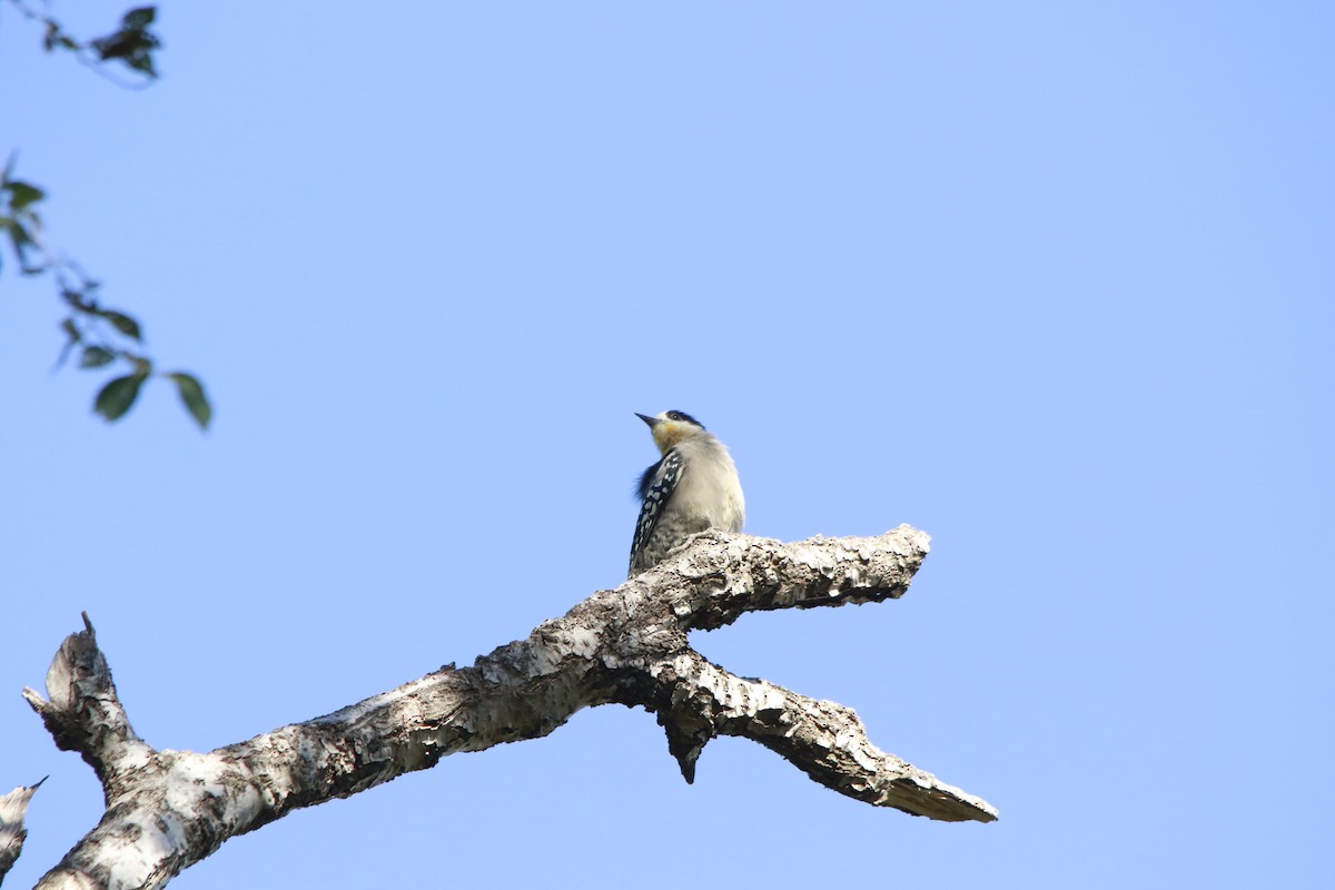White-fronted Woodpecker - ML617783596