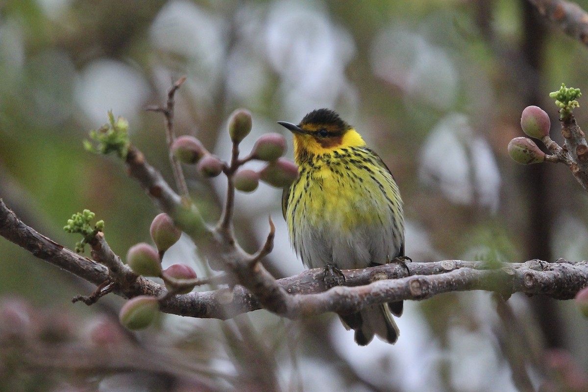 Cape May Warbler - ML617783612