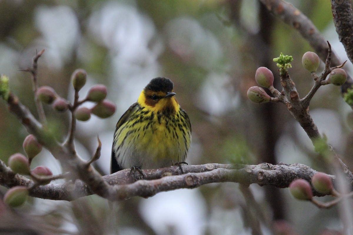 Cape May Warbler - ML617783613