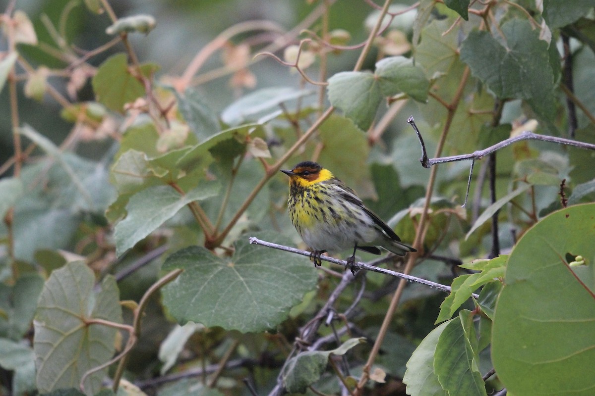 Cape May Warbler - ML617783614