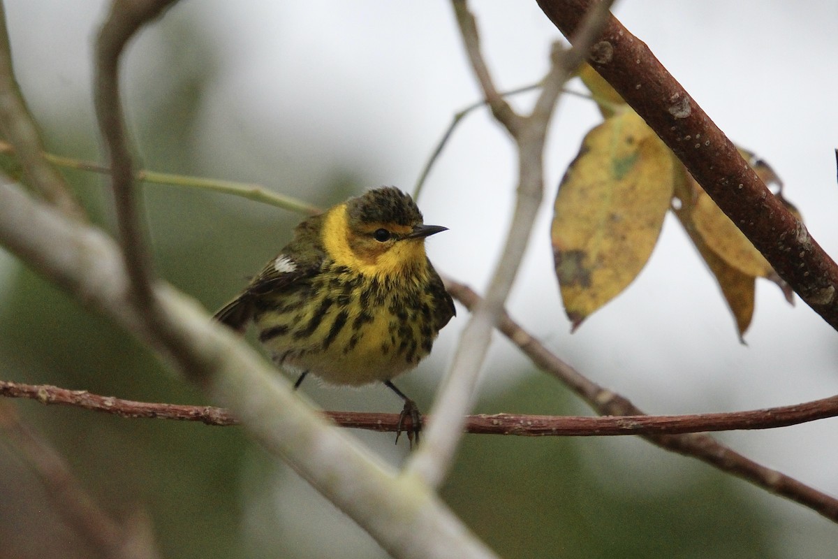 Cape May Warbler - ML617783615