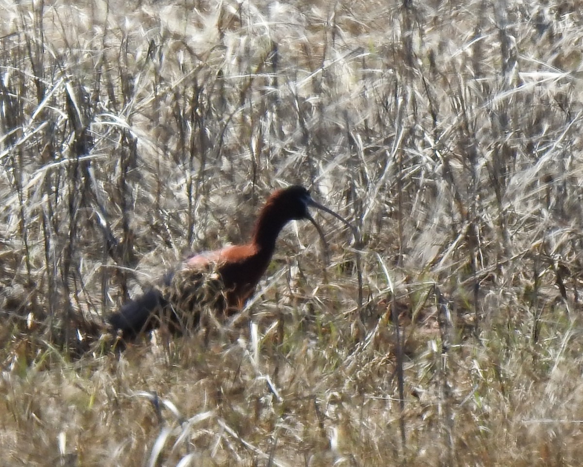 Glossy Ibis - ML617783623