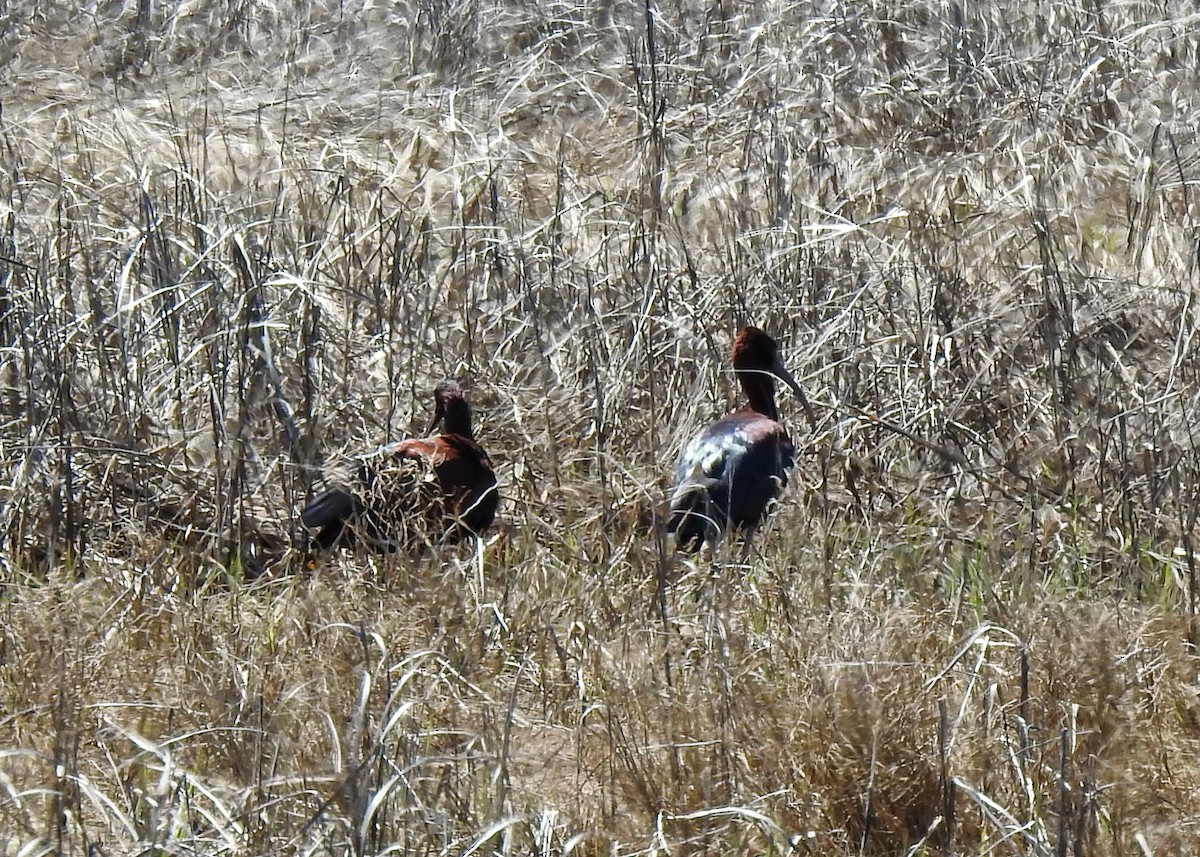 Glossy Ibis - Betsy McCully