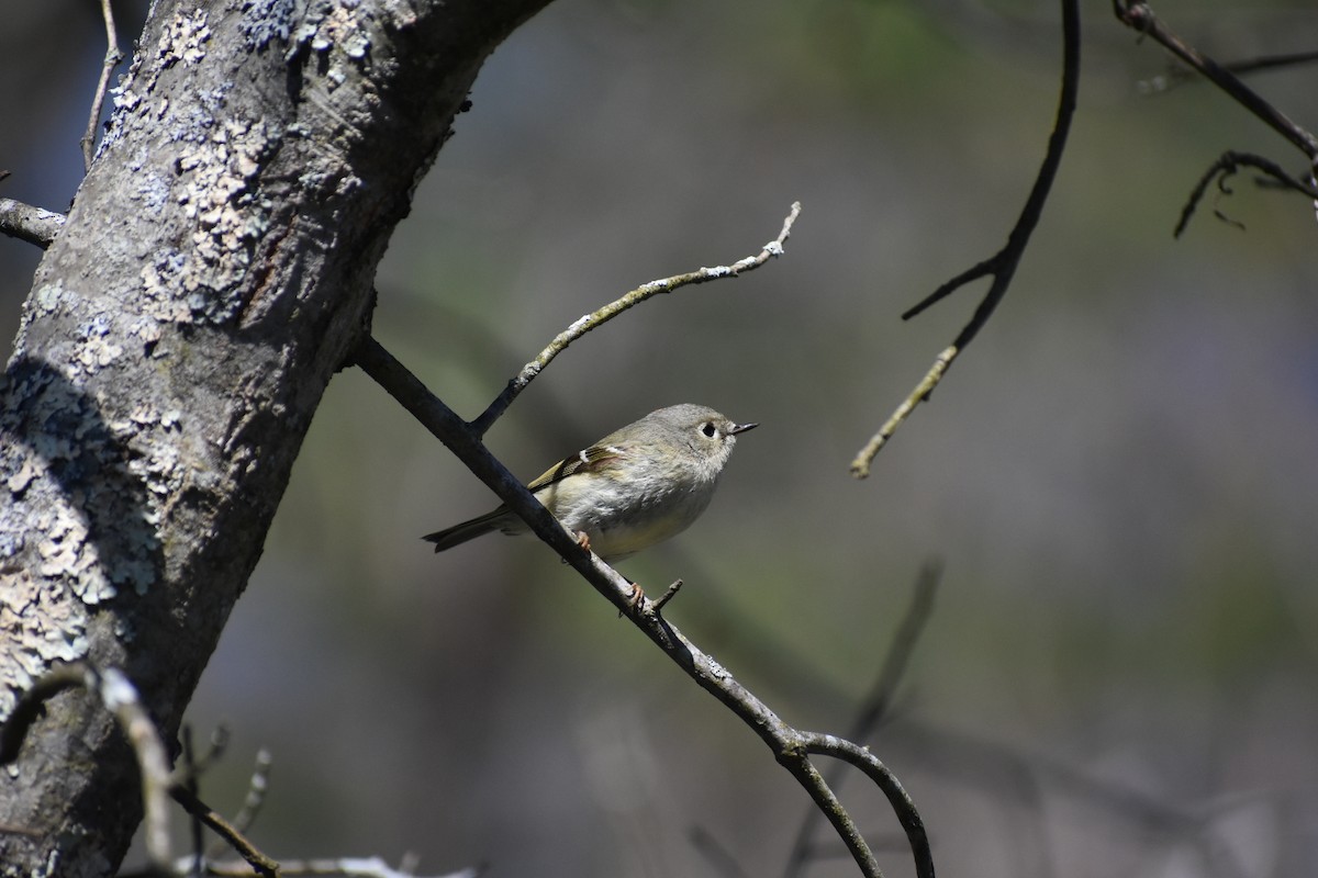 Roitelet à couronne rubis - ML617783629