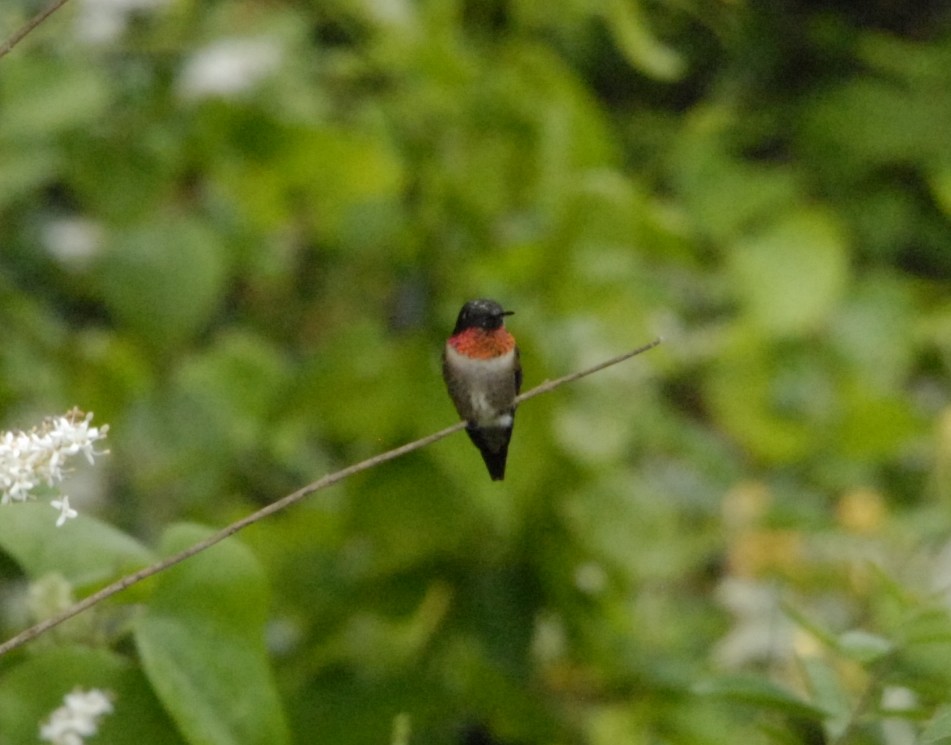 Ruby-throated Hummingbird - ML617783645