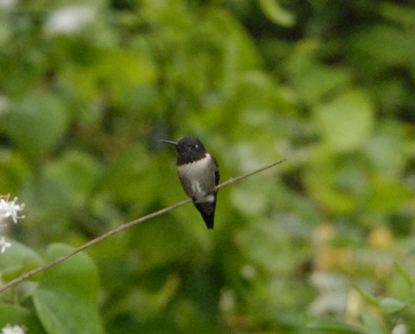 Ruby-throated Hummingbird - ML617783646