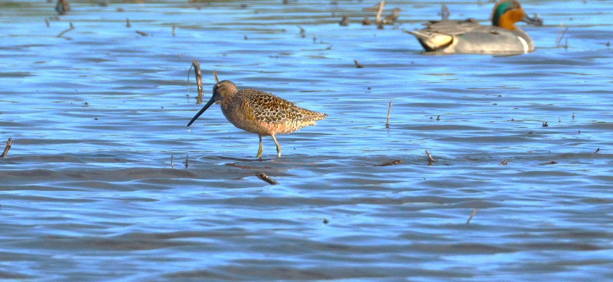 Long-billed Dowitcher - Colette and Kris Jungbluth