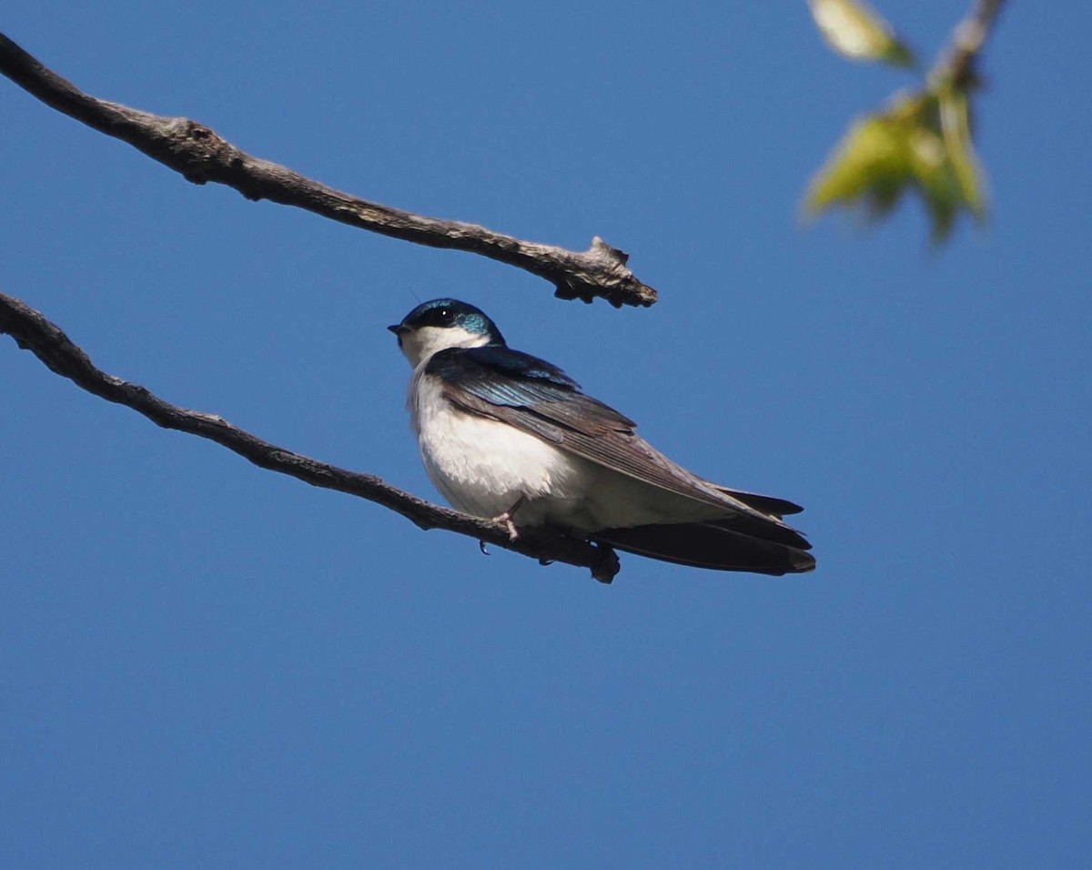 Tree Swallow - ML617783704