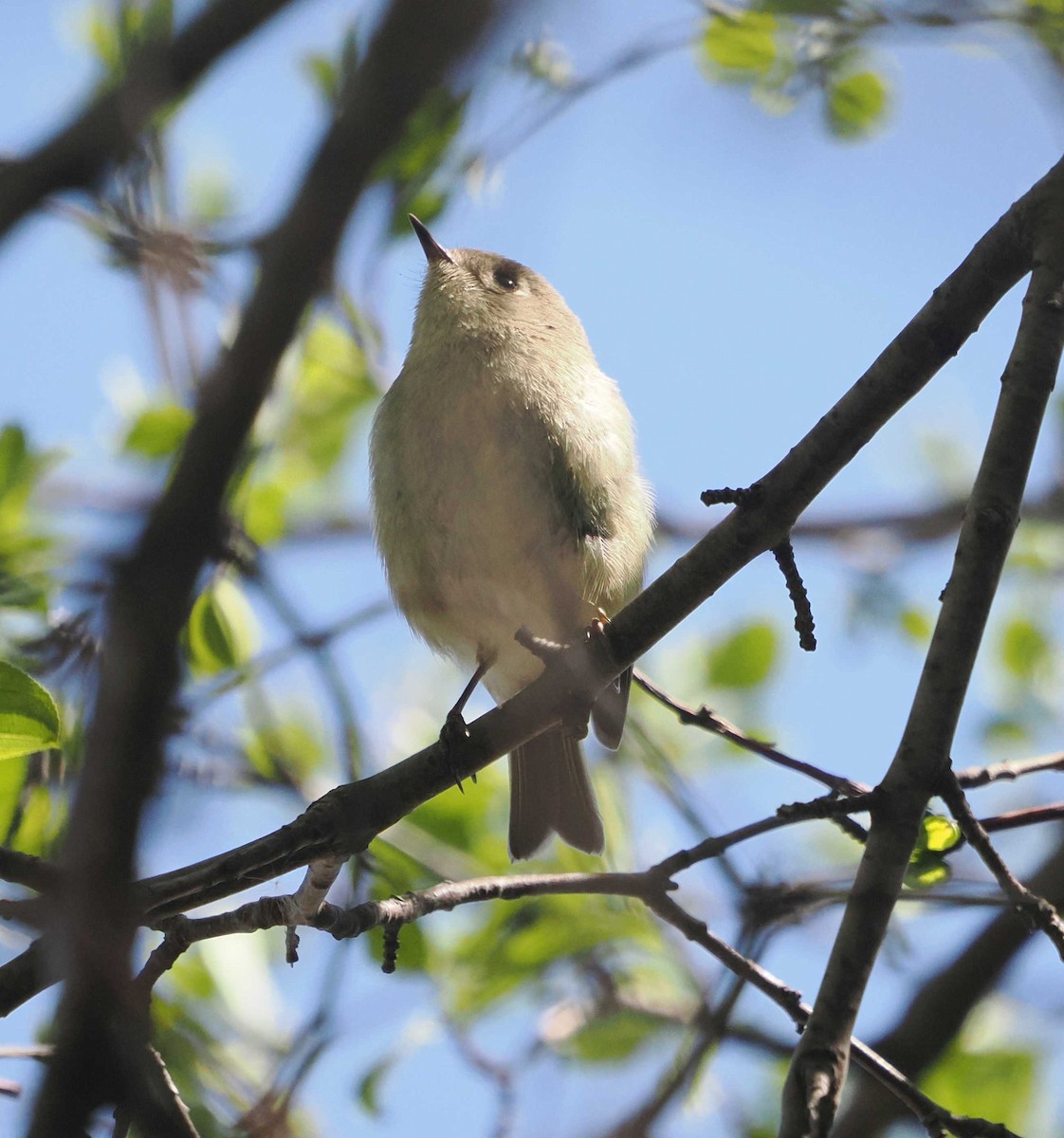 Ruby-crowned Kinglet - ML617783712