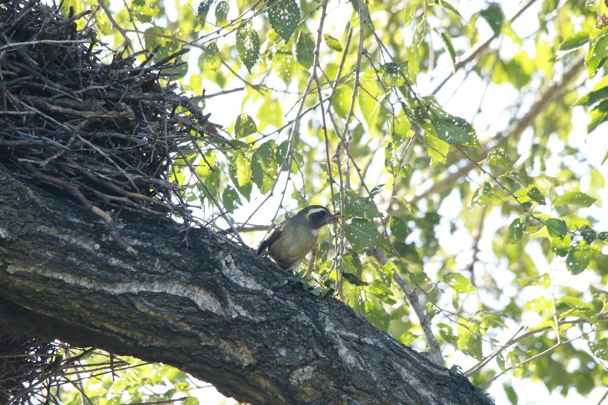 Golden-billed Saltator - Celina Emilia Iratchet