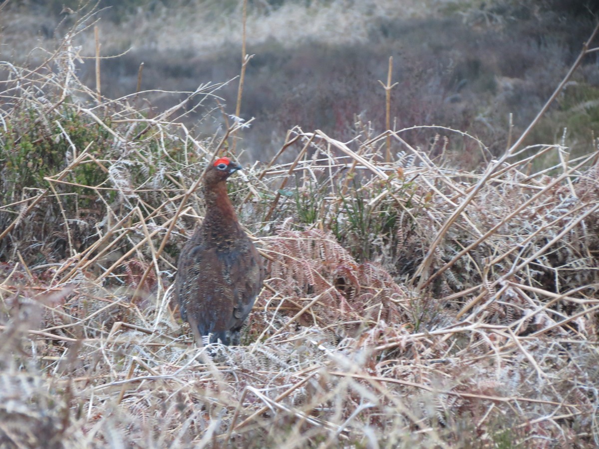 Willow Ptarmigan (Red Grouse) - Juvenile Birder